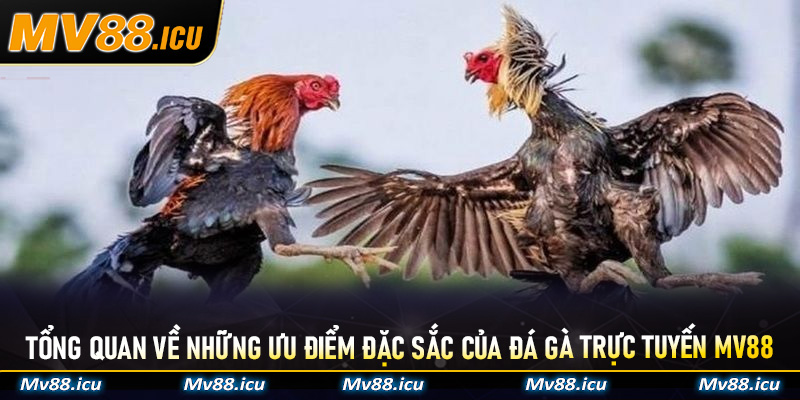 Tổng quan về những ưu điểm đặc sắc của Đá Gà Trực Tuyến MV88
