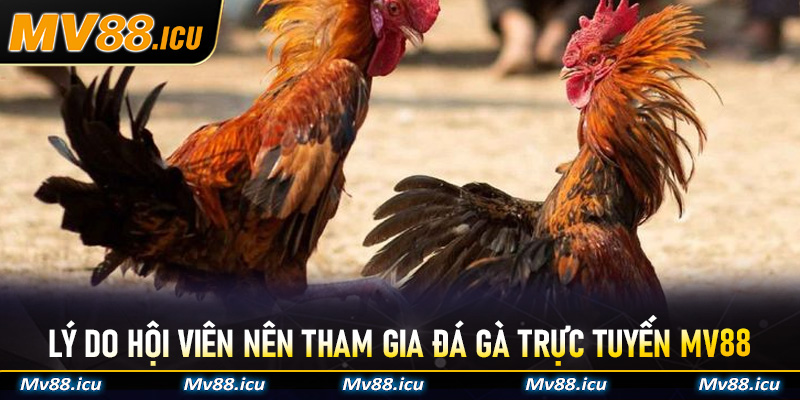 Lý do hội viên nên tham gia Đá Gà Trực Tuyến MV88