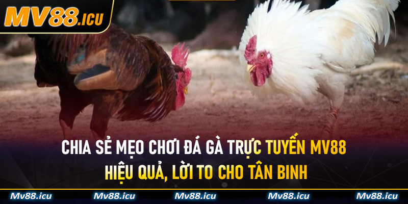 Chia sẻ mẹo chơi Đá Gà Trực Tuyến MV88 hiệu quả, lời to cho tân binh