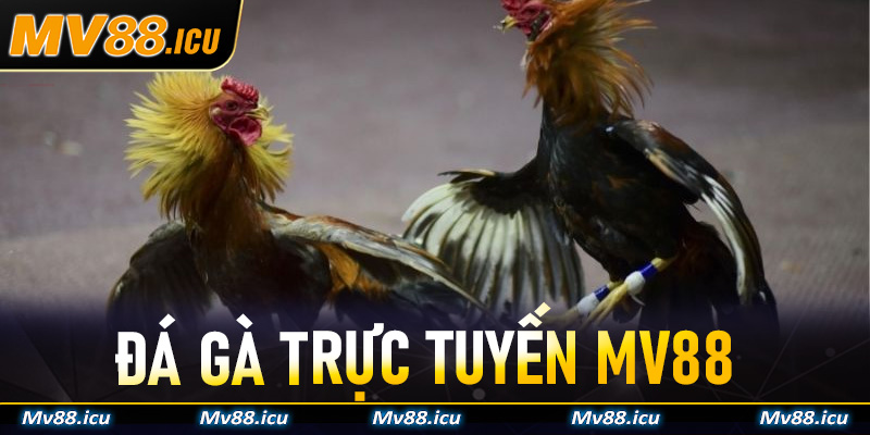 Đá Gà Trực Tuyến MV88