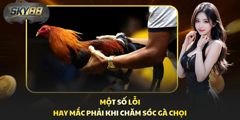 Một số lỗi hay mắc phải khi chăm sóc gà chọi