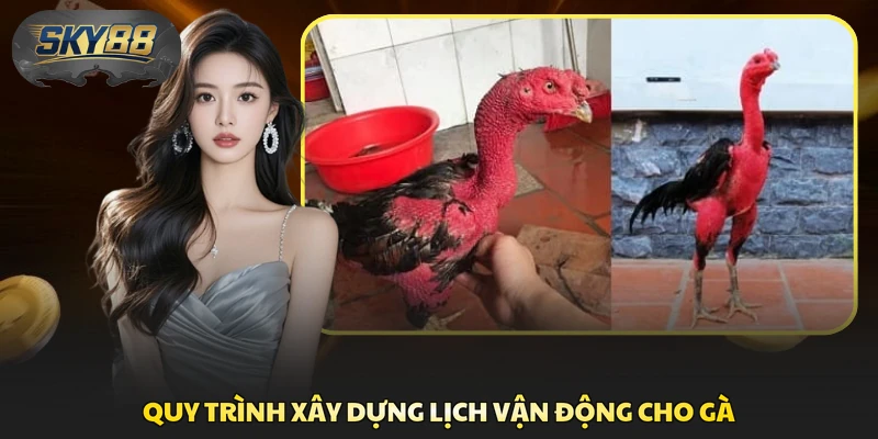 Quy trình xây dựng lịch vận động cho gà